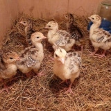 Čime hraniti ćurke?